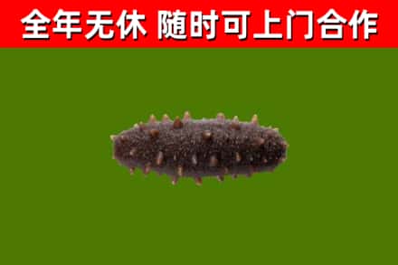 丁青县烟酒回收干海参.jpg
